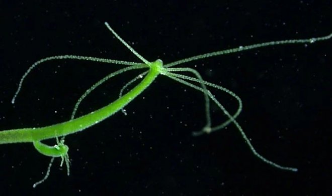 Рабочий сайт kraken